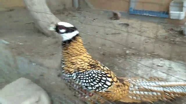 Агрессия королевского Фазана смотреть онлайн