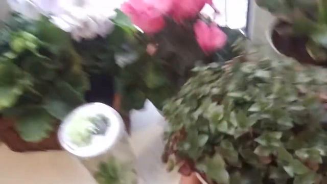 🌈Комнатные растения🌈 .Маленький обзор.🌈Январь 2019 🌈 смотреть онлайн