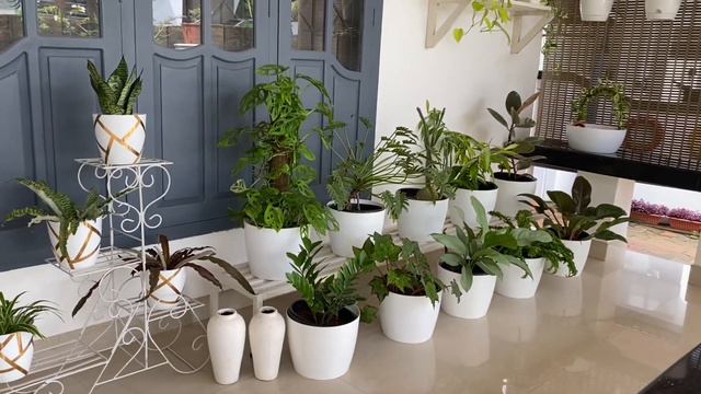 Indoor plants വീട്ടിനകത്ത് stylish ആയി വളർത്താം .. Styling with Indoor Plants смотреть онлайн