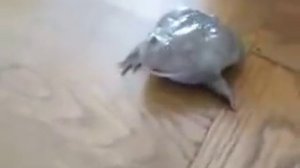 Как орет лягушка (жаба)! Очень смешно!