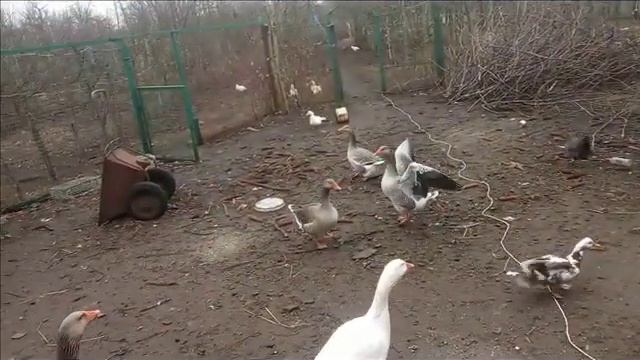 Летят утки мускусные смотреть онлайн