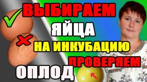 Как отобрать яйца для инкубации. Как определить оплод яйца.