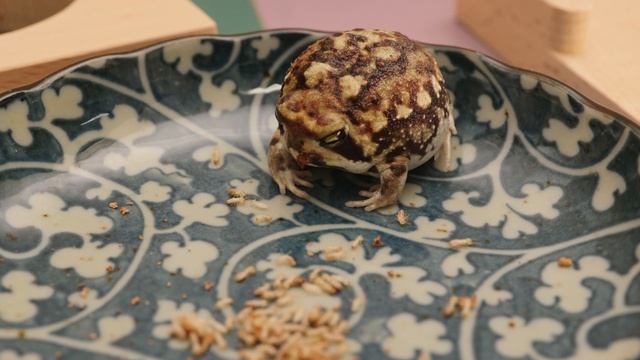 Potato Fairies Eat Termites. смотреть онлайн