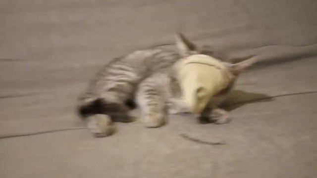 Кот против носка смотреть онлайн