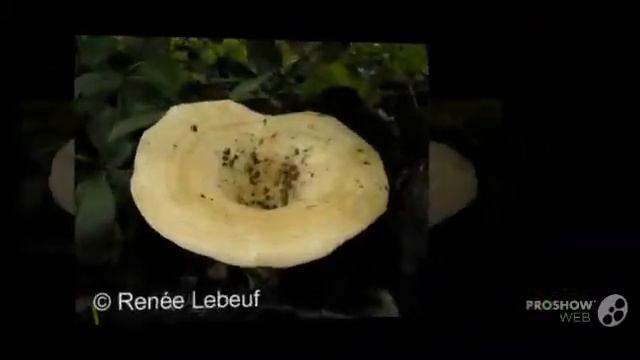 Lactarius zonarius - fungi kingdom смотреть онлайн