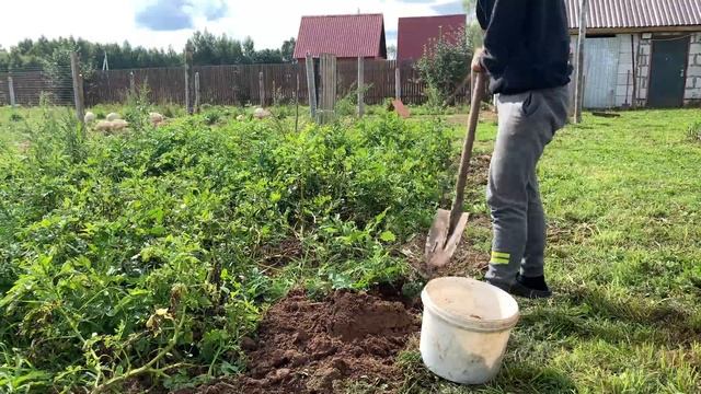 Собрал 150 кг КАРТОШКИ с одной сотки смотреть онлайн
