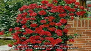 Лучшие зимостойкие сорта плетистых роз, цветущие всё лето