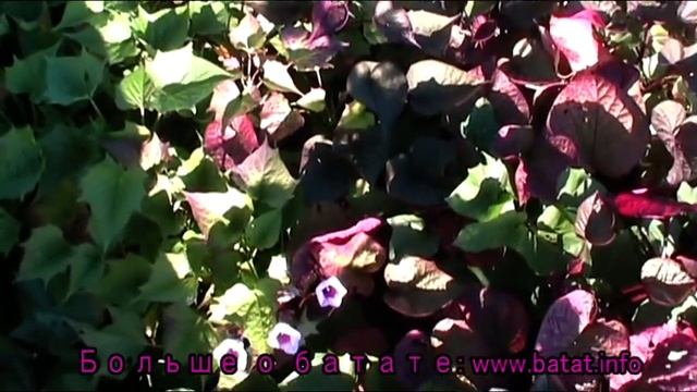 Батат: цветение в августе 2019г. смотреть онлайн