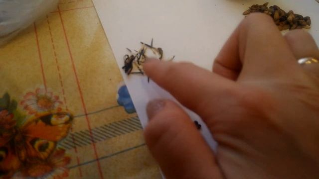 Как не тратится на семена,а заготовить их самим.мой опыт???? смотреть онлайн