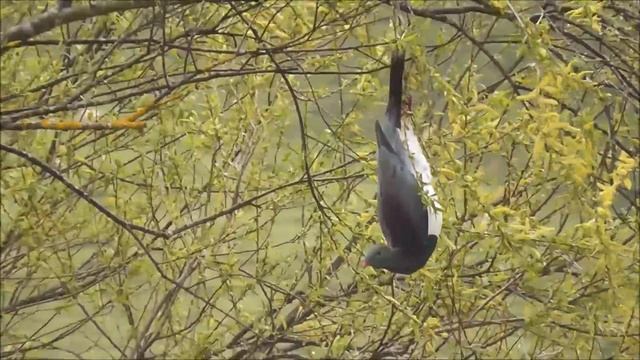 Kiwi Hillbilly Drunk wood pigeon swinging in the breeze смотреть онлайн