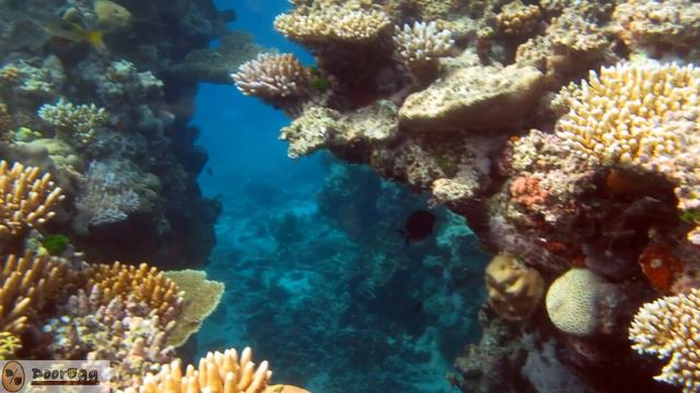 Stunning Images of The Great Barrier Reef | Natural Wonder of Australia смотреть онлайн