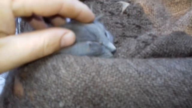 У котика закисли глазки, что делать? смотреть онлайн