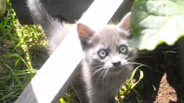Котята в траве / kittens in the grass смотреть онлайн