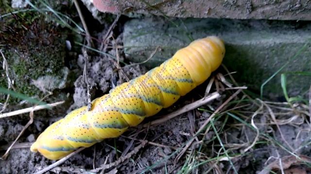 Acherontia Atropos Caterpillar