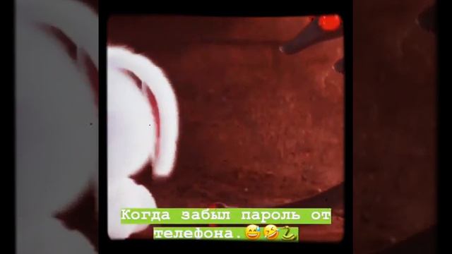 Тайная жизнь домашних животных/Кролик Снежок забыл пароль