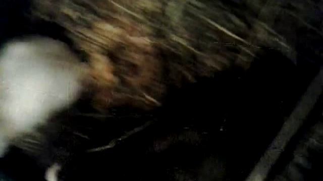 Спаривание морских свинок, смотреть! смотреть онлайн