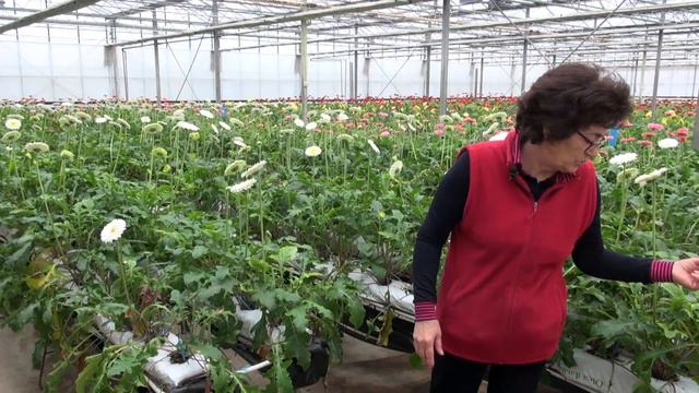 Zlatno klasje: "PDV treba biti jednak za rezano cvijeće i lončanice" смотреть онлайн