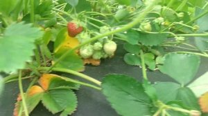 Обзор супер клубники сорт ФЛЕР! 09.06.2021г.