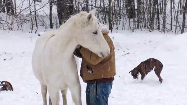 Ranch and horses in a snowstorm смотреть онлайн