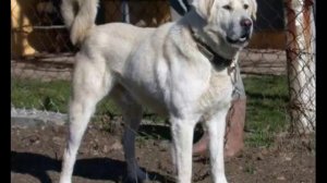 ТУРЕЦКИЙ КАНГАЛ