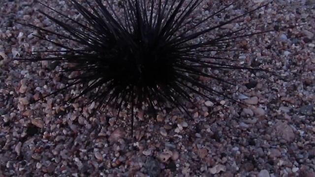 Морской еж Египет (Марса-Алам) смотреть онлайн