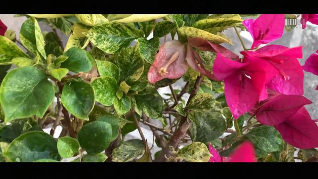 Bougainvillea - L N Birla смотреть онлайн