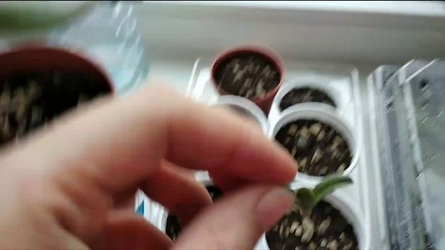22.10.2019. Денежное дерево. Карассула Голлум. Толстянка. Сажаем листья с детками и черенки в землю смотреть онлайн
