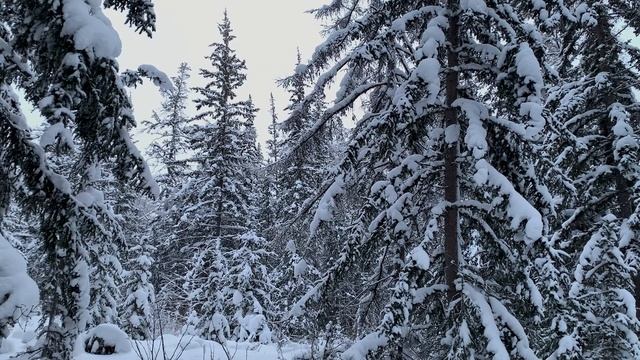 Охота на рябчика с лайкой в Якутии. Экстремальная охота при -45 °C. Суп из рябчика.