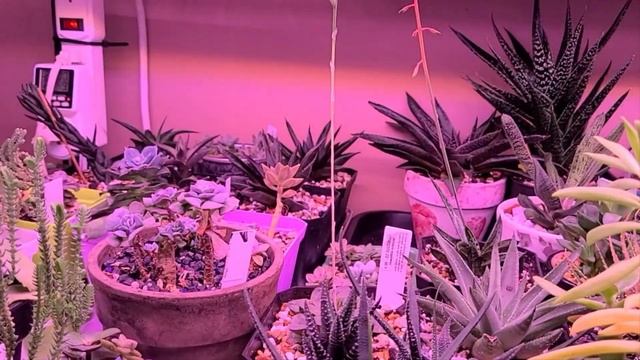 Overview My Succulents And Other Plants (обзор моих сукулентов и некоторых других растений)