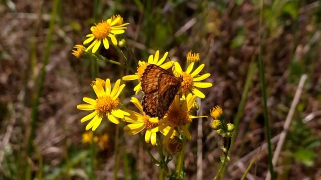 Владимирская обл. Окр. Красный Маяк. Шашечница Аталия (Melitaea athalia) 06.07.2021 смотреть онлайн