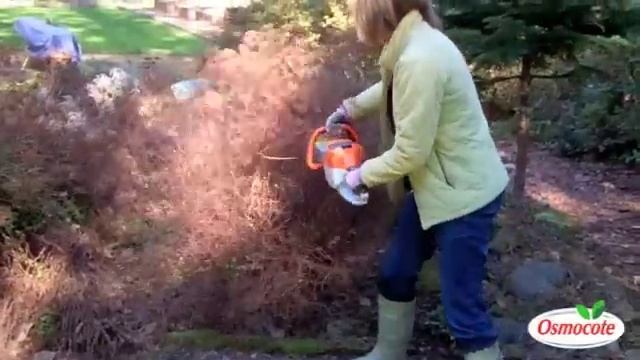 Prune After Bloom: Do's And Don'ts Of Early Spring Pruning смотреть онлайн