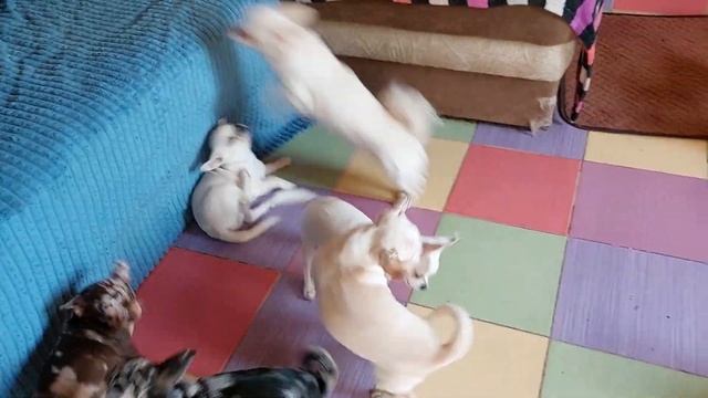 пупочная грыжа ? ? это страшно??? питомник чихуахуа Кастропуло Крым, продажа щенков 89787458062 смотреть онлайн