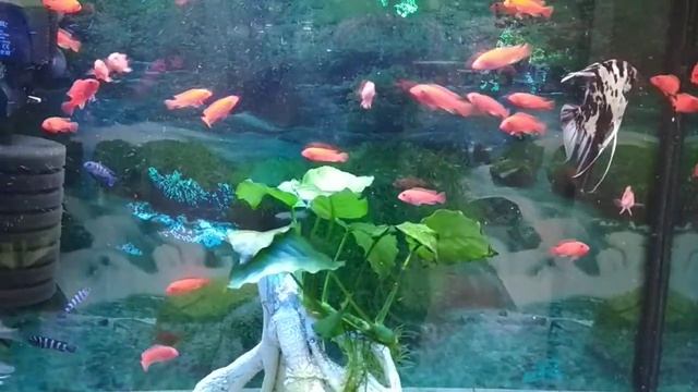 Псевдотрофеус зебра двойная красная смотреть онлайн