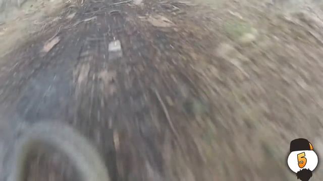 Самые ядовитые змеи мира