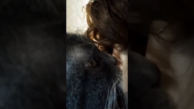 Кот который любит сосать ухо смотреть онлайн