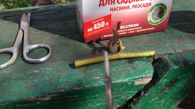 Ежевика укоренение одной почкой смотреть онлайн