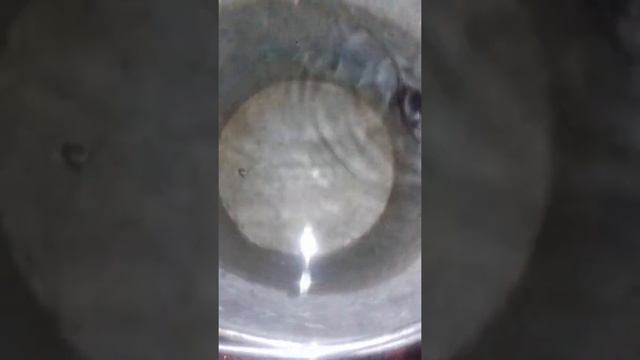 Мыши плавать умеет оказывается смотреть онлайн