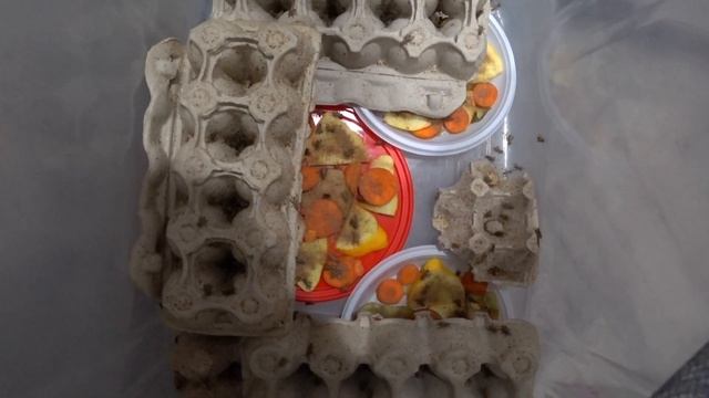 СВЕРЧКИ ДОМОВЫЕ. СВЕРЧКАМ 1 МЕСЯЦ. смотреть онлайн