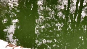 Покупка форели и запуск её в пруд.