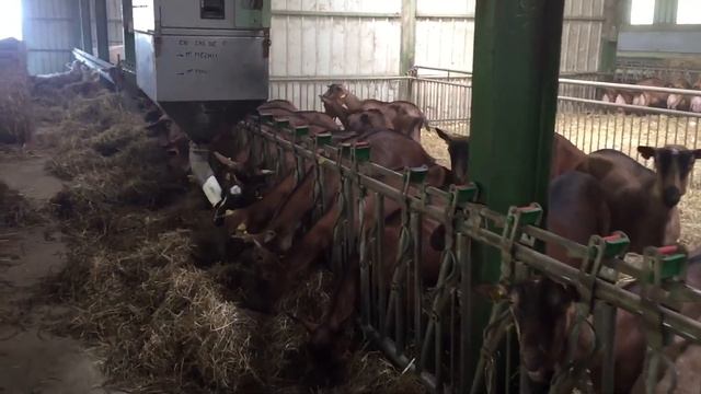 Поездка во Францию на ферму альпийских коз смотреть онлайн
