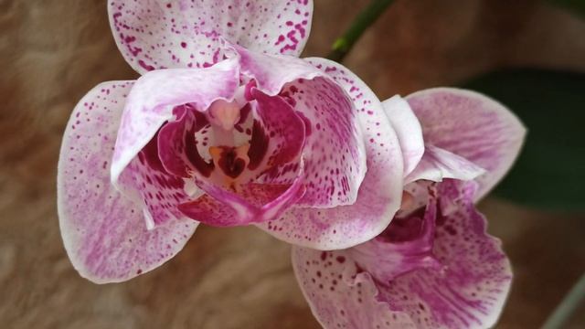 Редкий пелорик орхидея Phalaenopsis сорт OX Happy Girl Хеппи Герл. Описание,, уход. Грибочки. смотреть онлайн