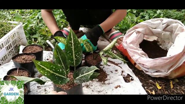 Propagation of Aglaonema or Chinese Evergreen смотреть онлайн
