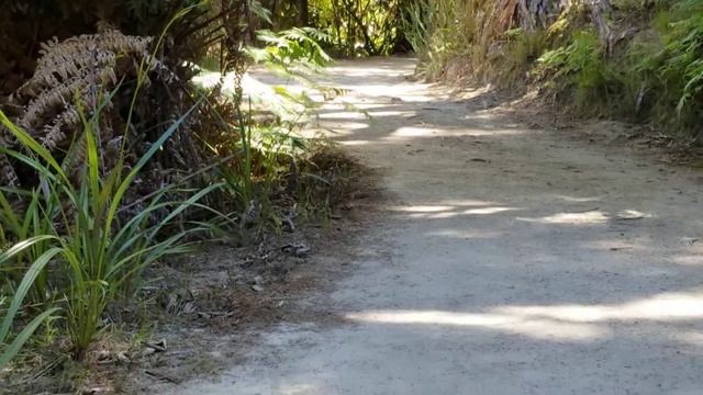 Птица века в дикой природе, Новая Зеландия смотреть онлайн