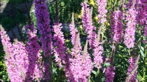 Дербенник иволистный.  Цветение летом 2020. Купить саженцы дербенника в питомнике Зеленые Ворота