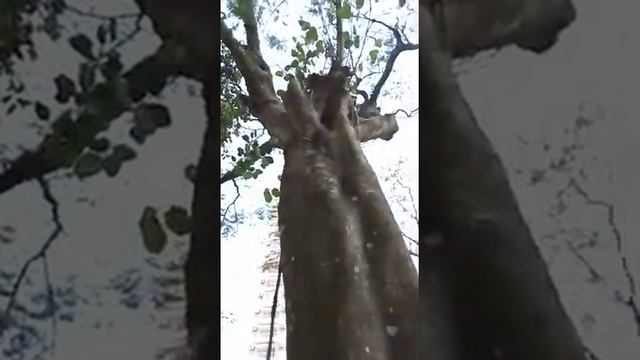 Мощное дерево Бангладеш смотреть онлайн