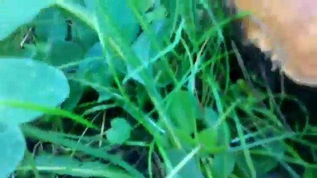 Богатый сибирский лес смотреть онлайн