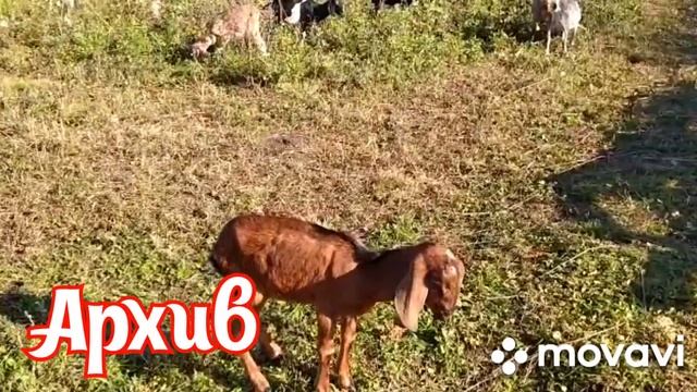 Кокцидиоз у козлят. смотреть онлайн