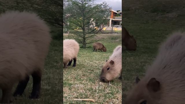 #Капибара - самый крупный грызун на Планете. #Аргентина #Argentina #capibara смотреть онлайн