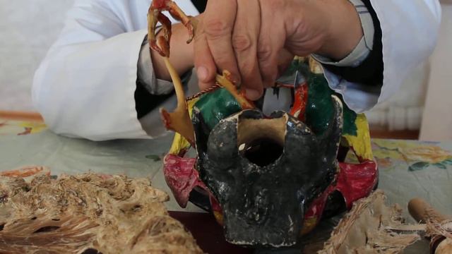 Під'язикова кістка і її суглоб смотреть онлайн