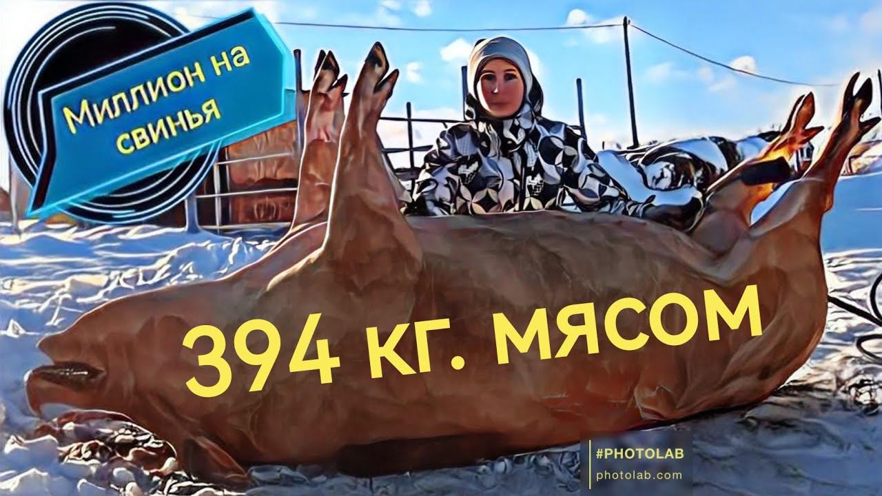 394 килограмм мясом. Мясная порода свиней ландрас! смотреть онлайн